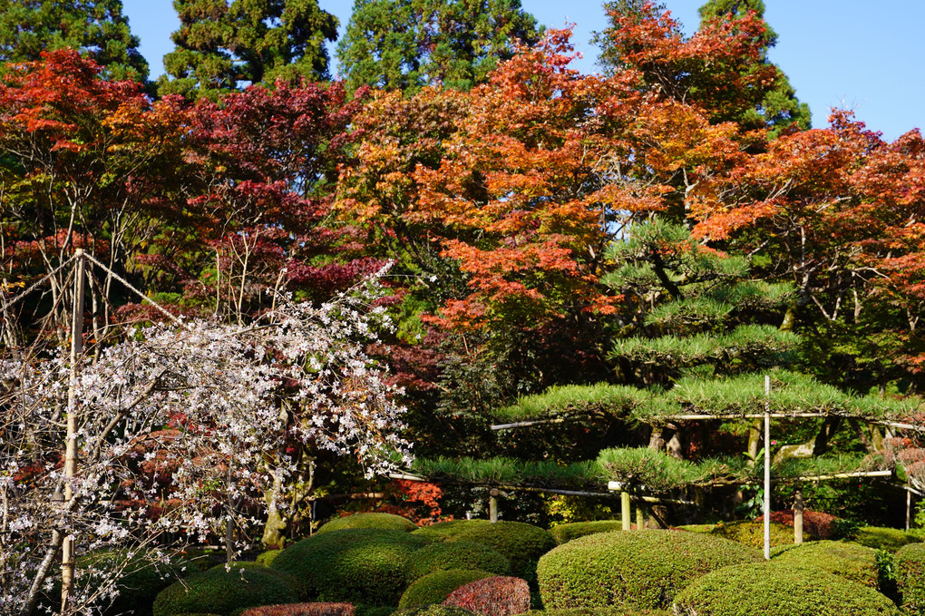 西明寺（滋賀県湖東三山）の紅葉
