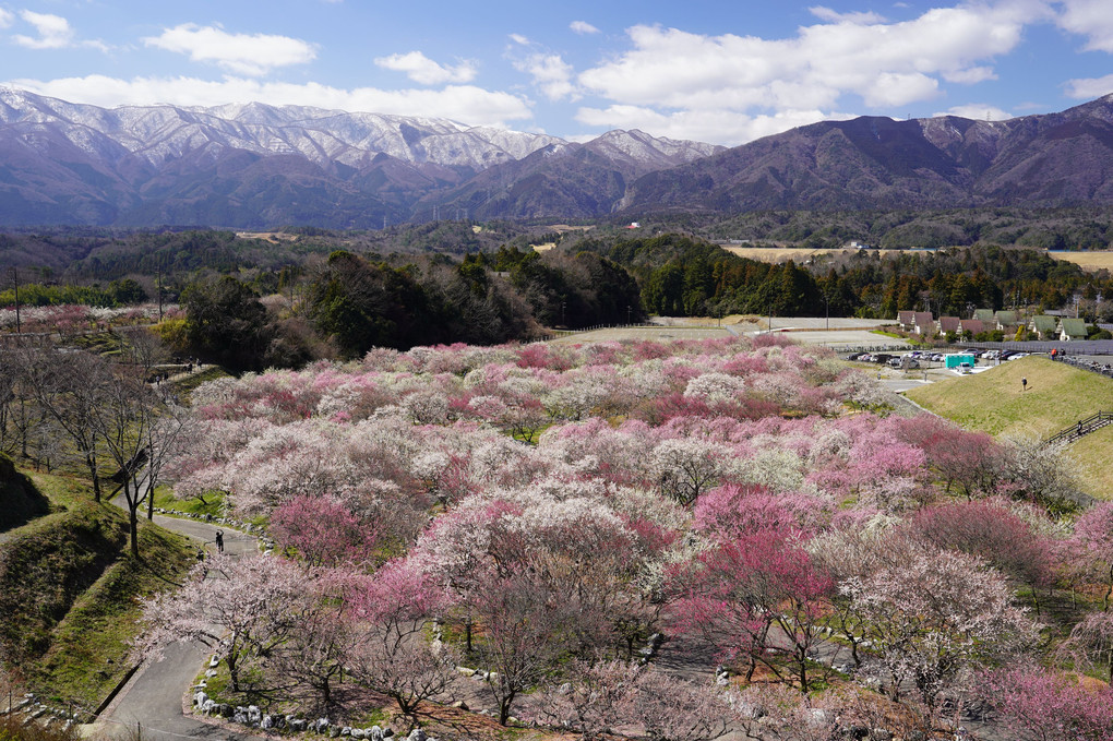 梅林と鈴鹿山脈