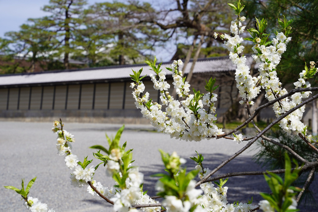 春の京都御所