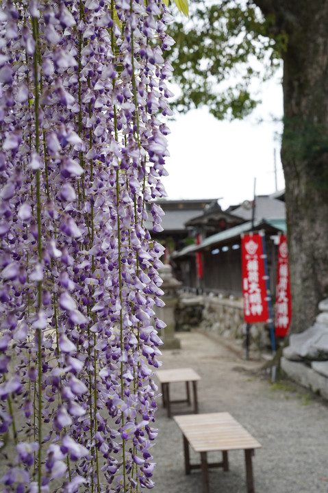 砂擦りの藤（三大神社）