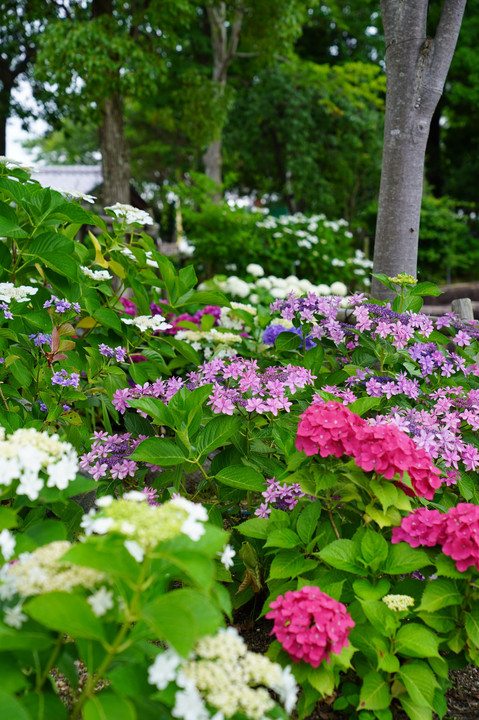 紫陽花の森