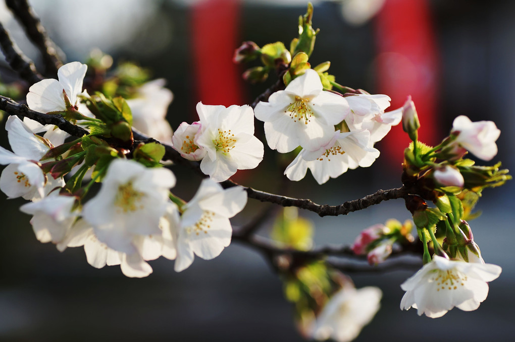 桜咲く