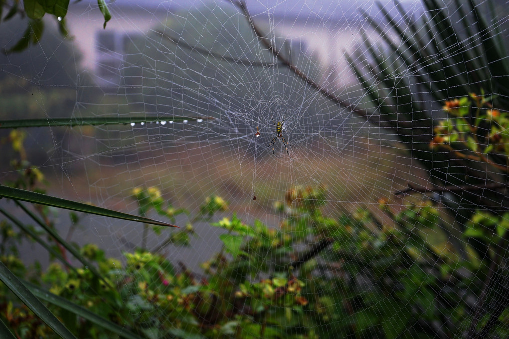 芸術的な蜘蛛の巣
