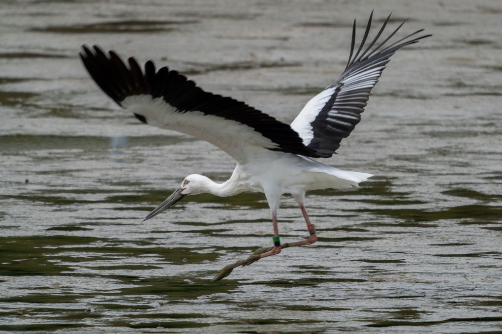 #コウノトリ#　飛び立ち