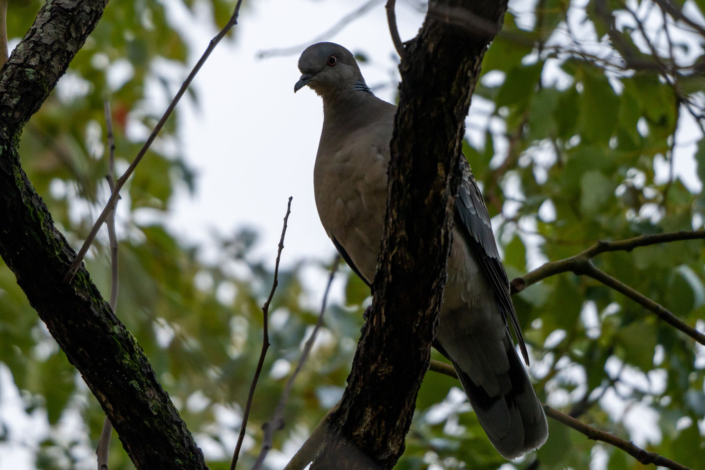 明石公園の鳥達