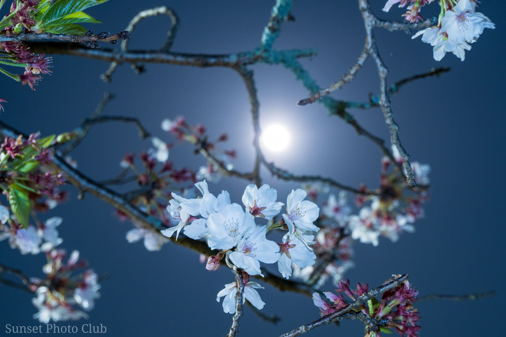 月夜に桜