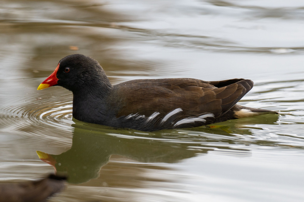 池の水鳥