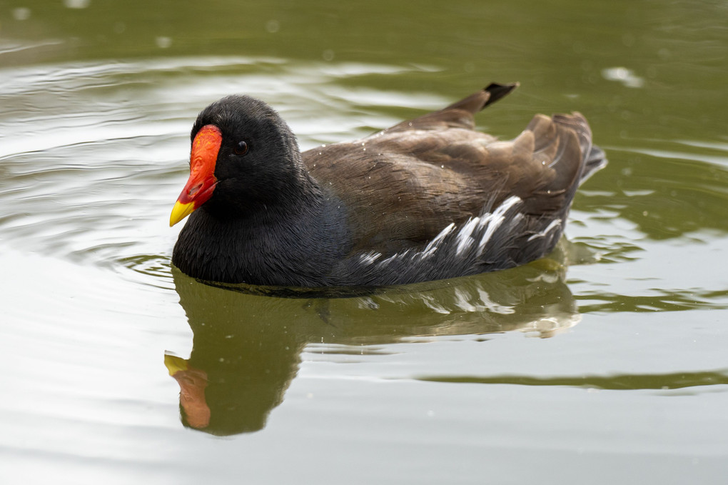 池の水鳥