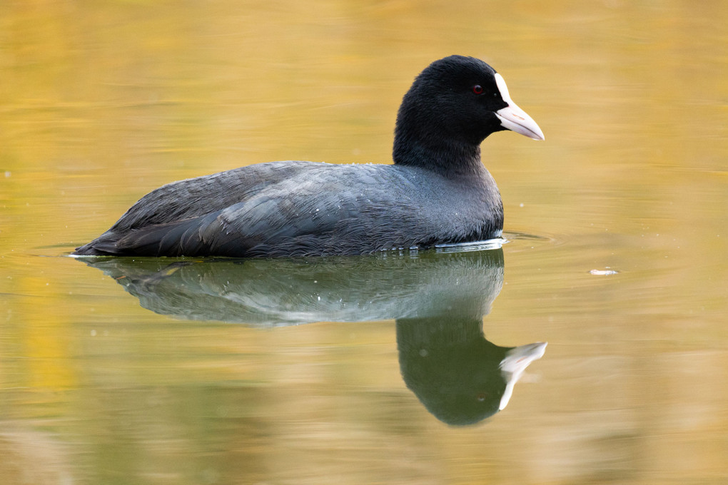 池の水鳥