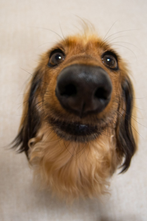 鼻デカ犬