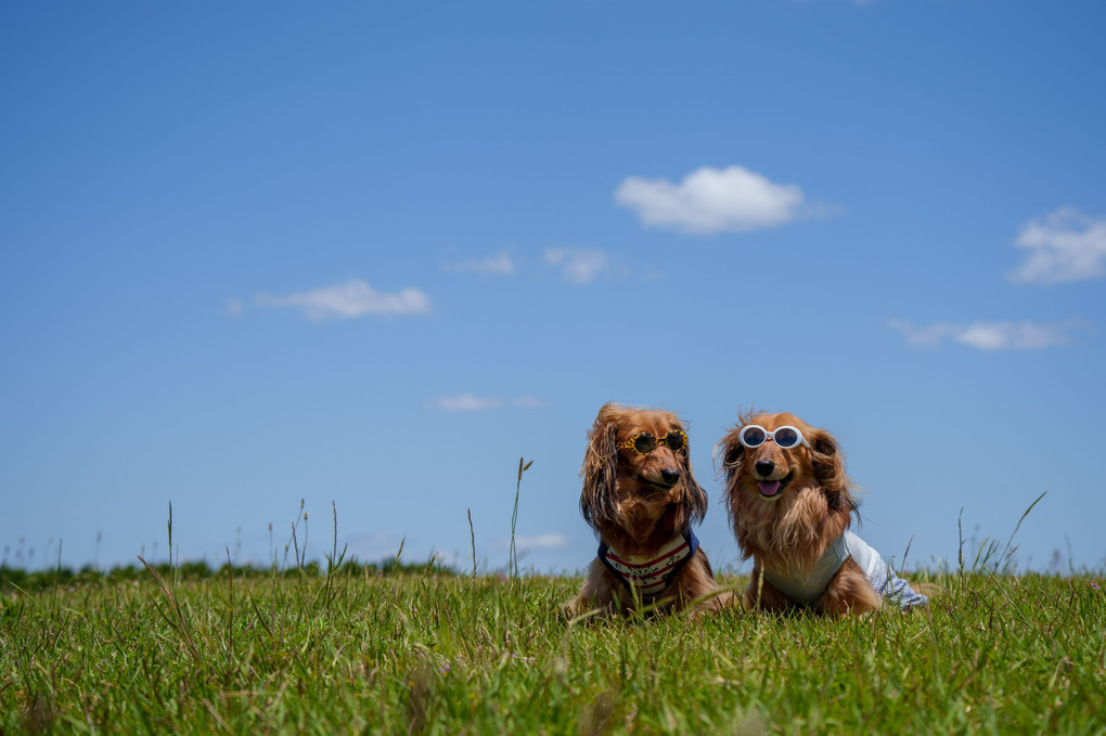 草原と犬