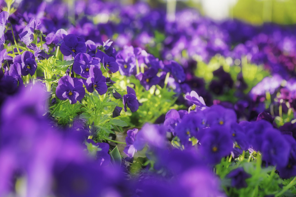 紫色のお花