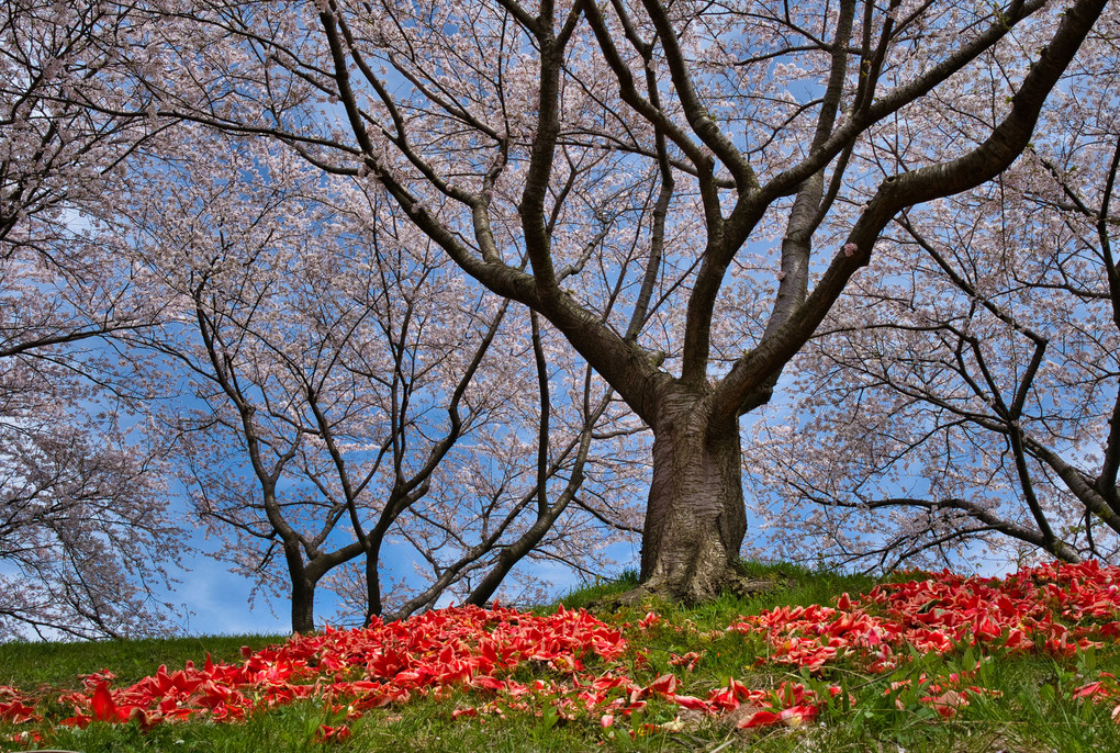 立山と桜
