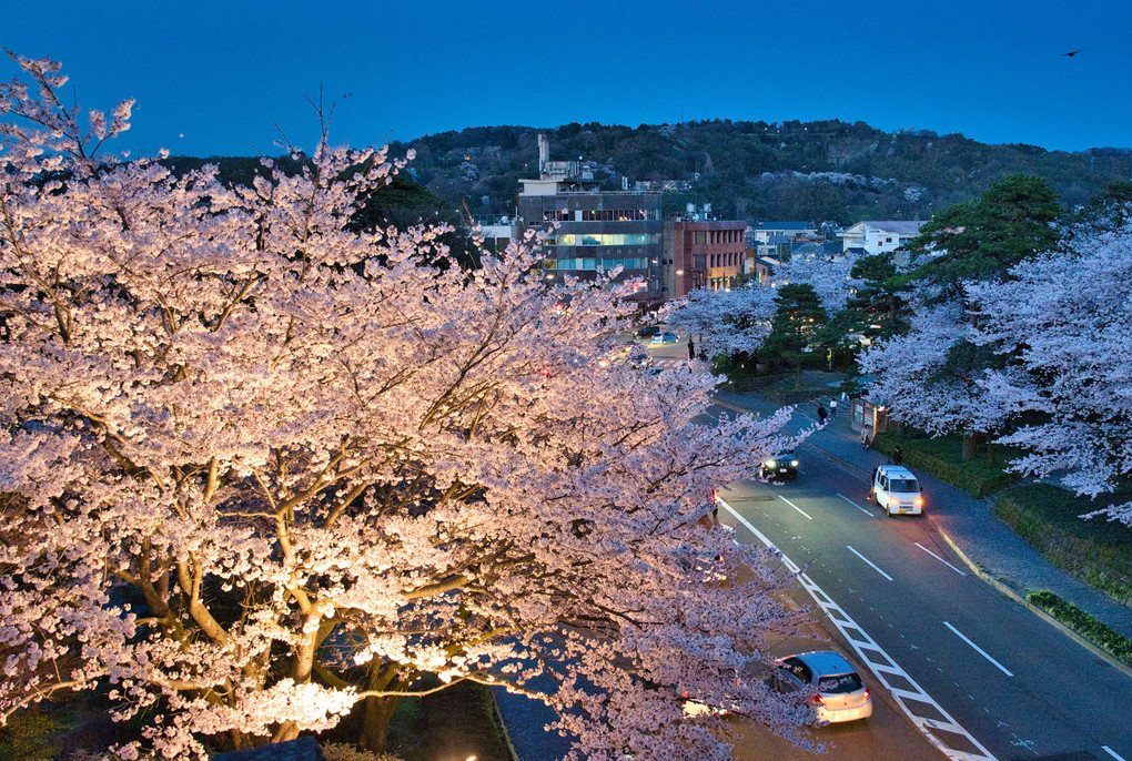 夜桜と兼六園