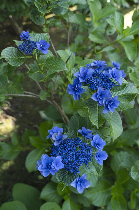 深い蒼の紫陽花