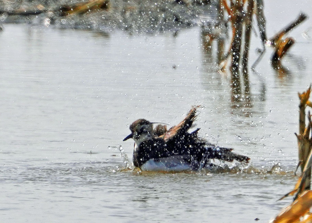 タゲリ水浴び