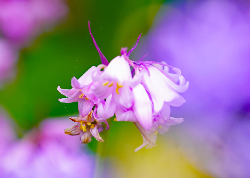 我が家の花　オダマキ❓