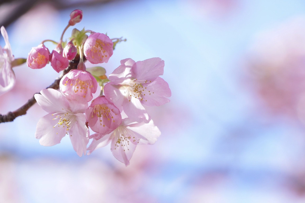 雨上がりの河津桜と青空