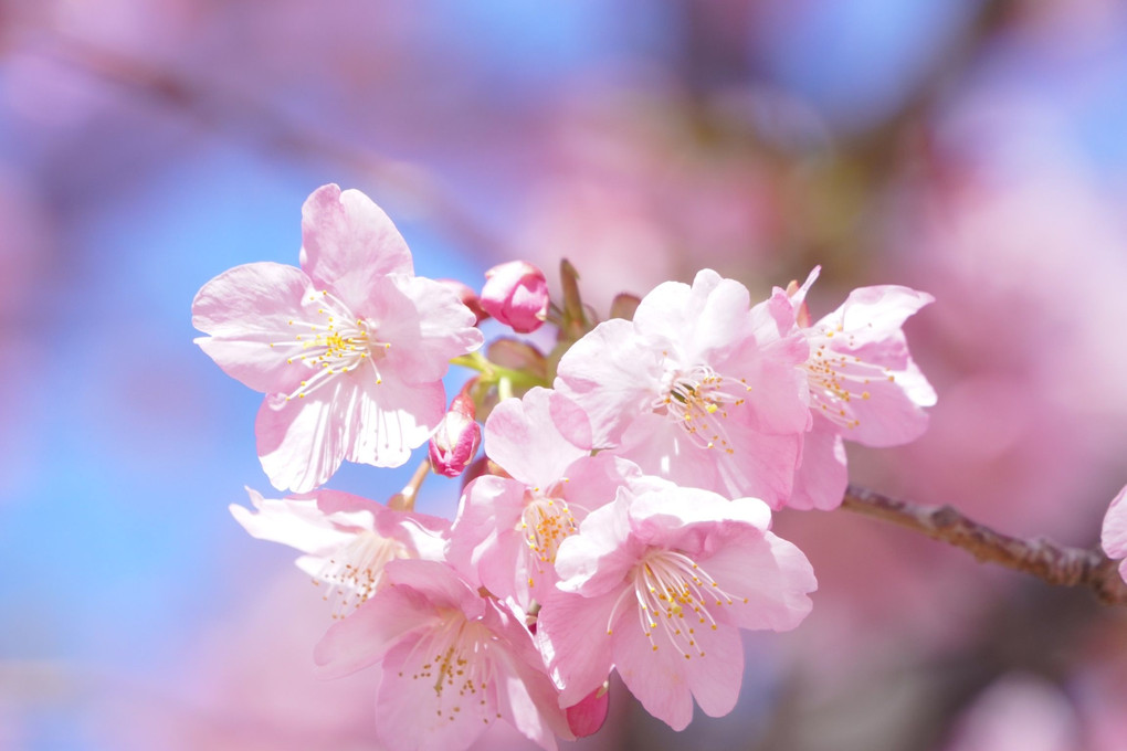 雨上がりの河津桜と青空