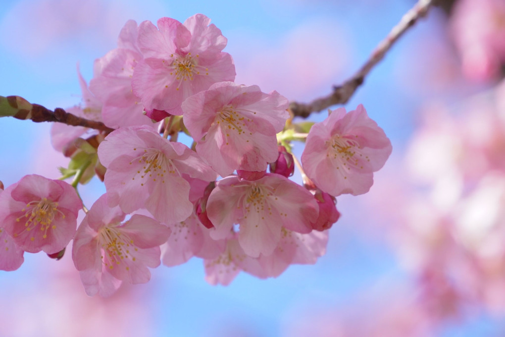 雨上がりの河津桜と青空