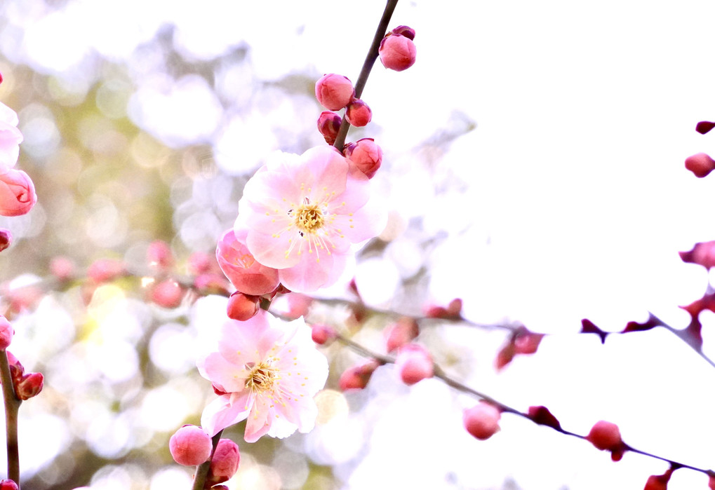 小石川植物園