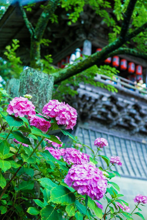 紫陽花祭り