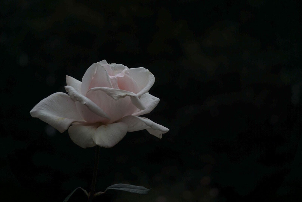 静寂の薔薇