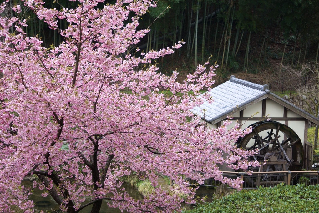 河津桜と水車小屋