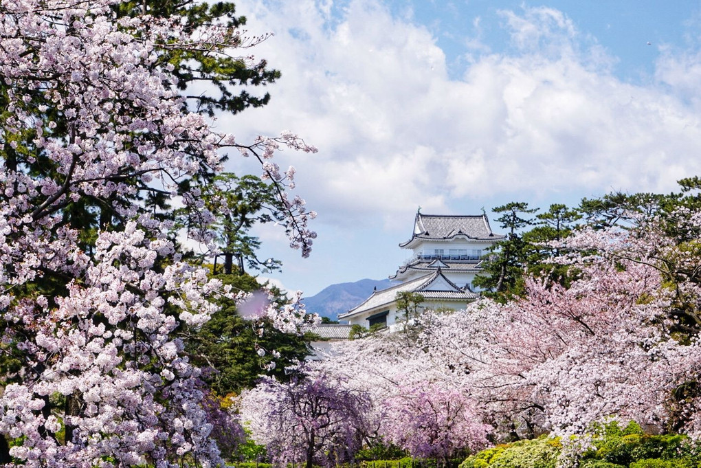 小田原城と桜
