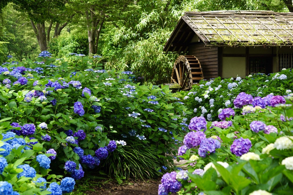 紫陽花と水車小屋