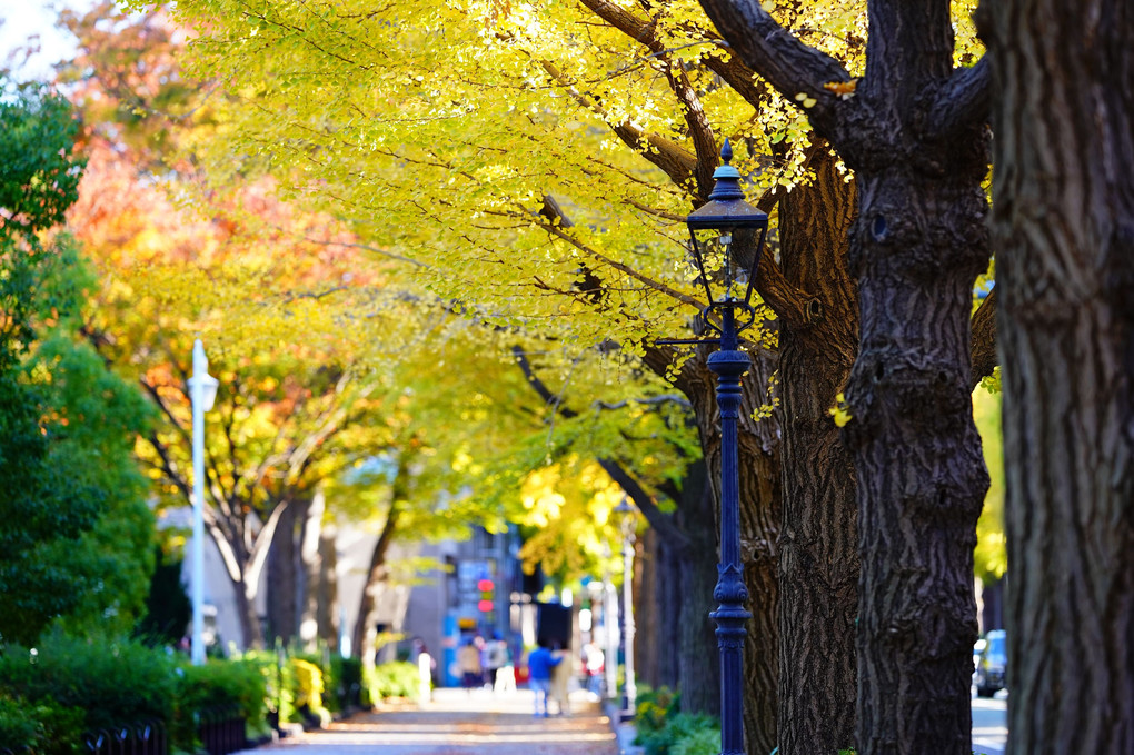秋の横浜散歩　～山下公園通り～