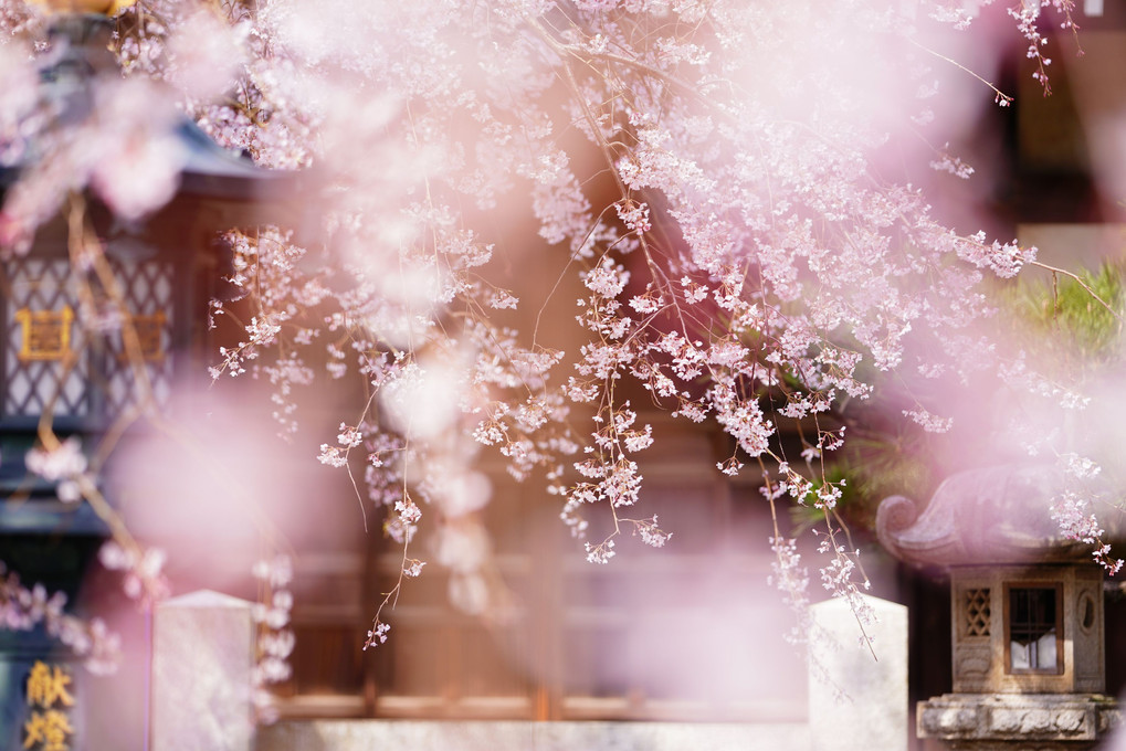 参道の桜