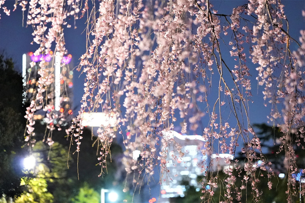 街の夜桜