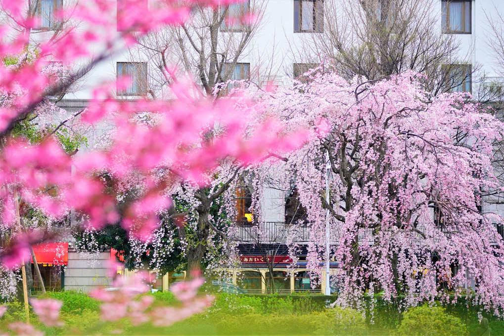春の横浜観光2022　～山下公園～