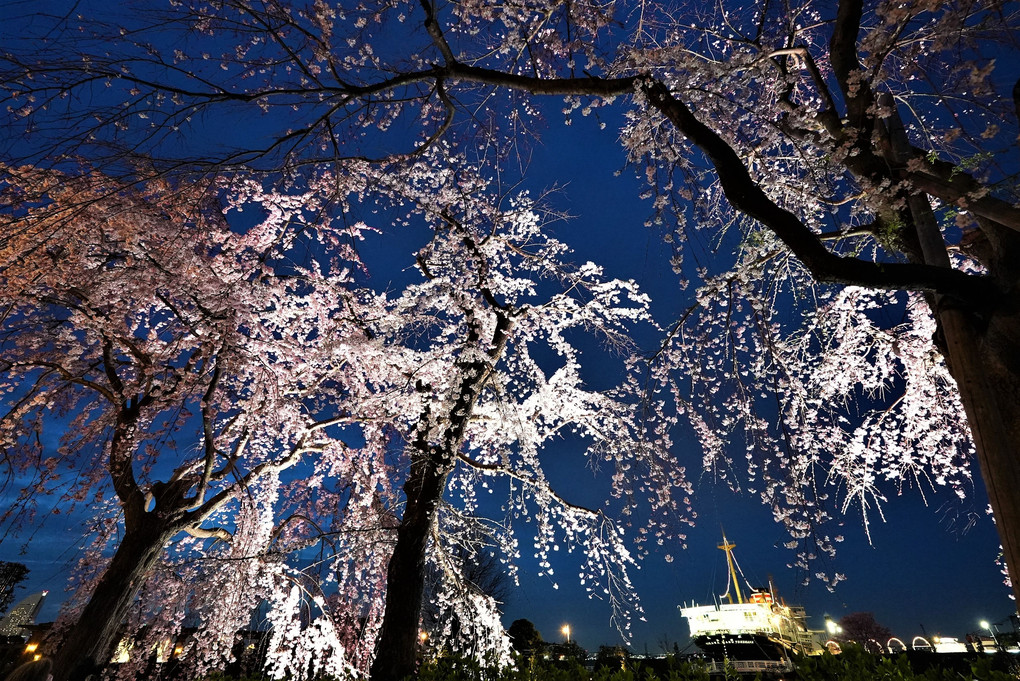 春の公園夜景　～氷川丸～