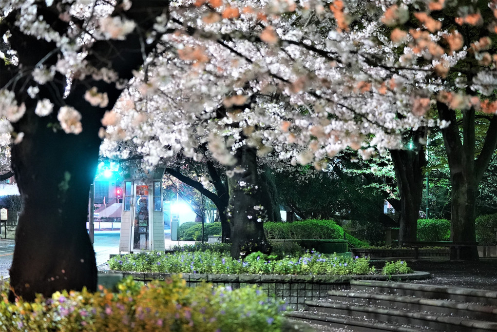 春の公園夜景　～テレフォンボックス～