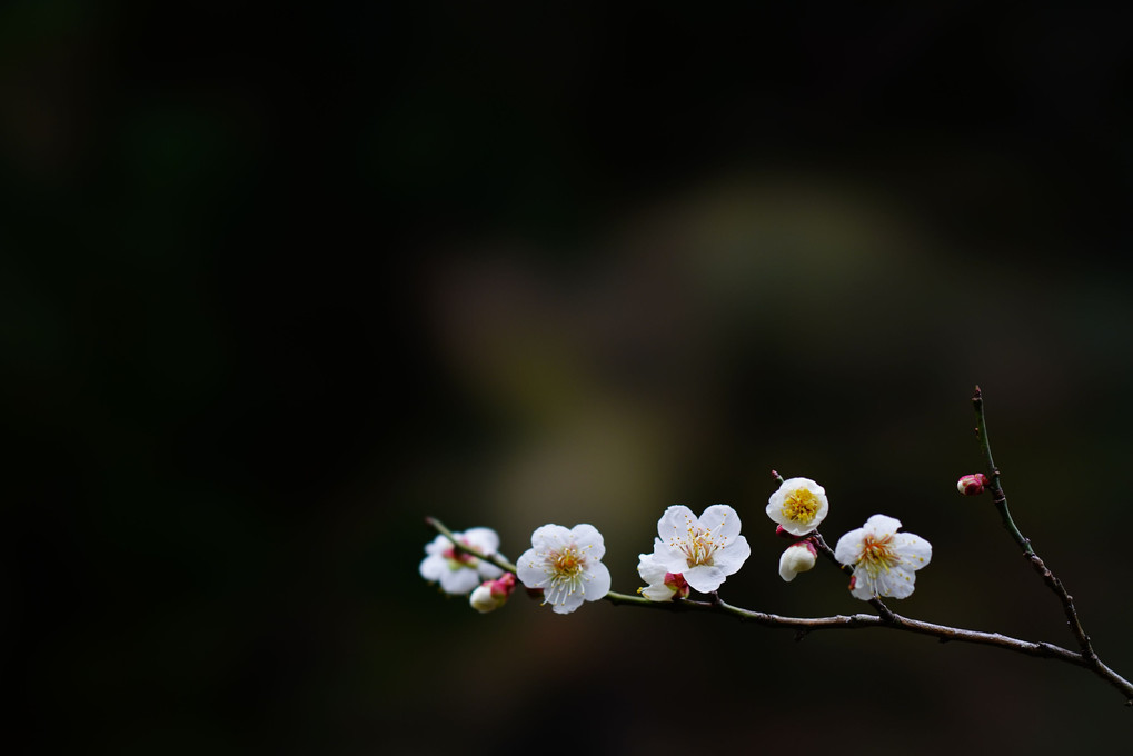 古都「鎌倉」に咲く梅の花