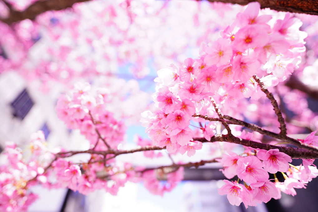 オフィス街にも満開の桜