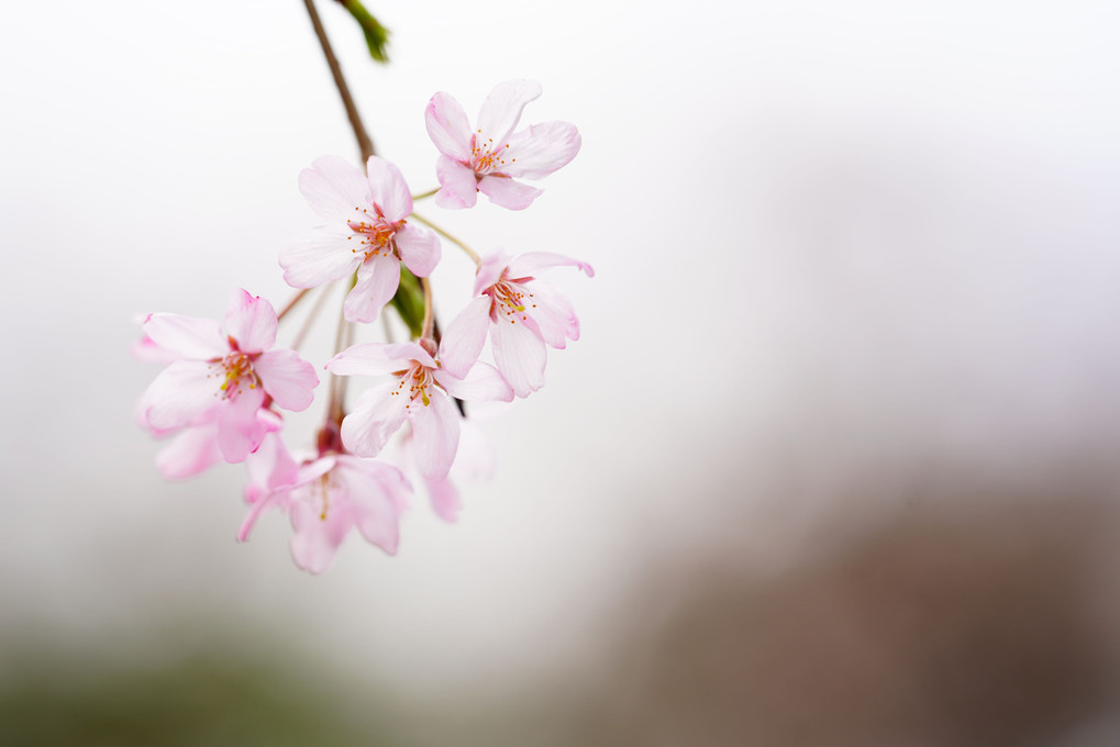 清らかな桜の花びら