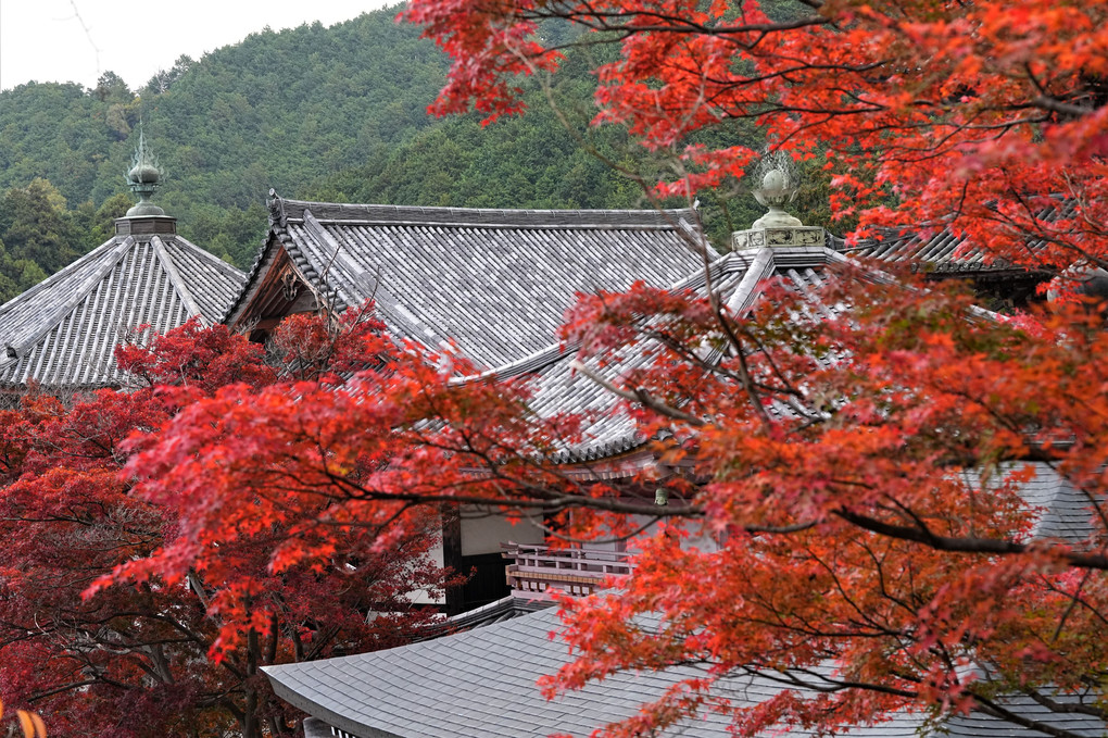 秋の⑥壷阪寺