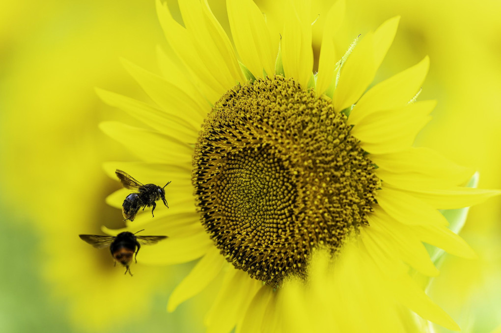 🌻向日葵🌻✖︎🐝クマバチ🐝