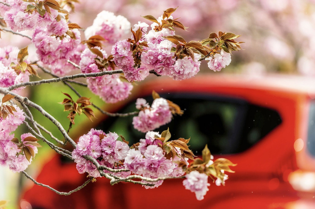 🌸八重桜🌸