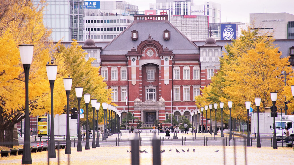 東京駅の駅舎とイチョウ並木