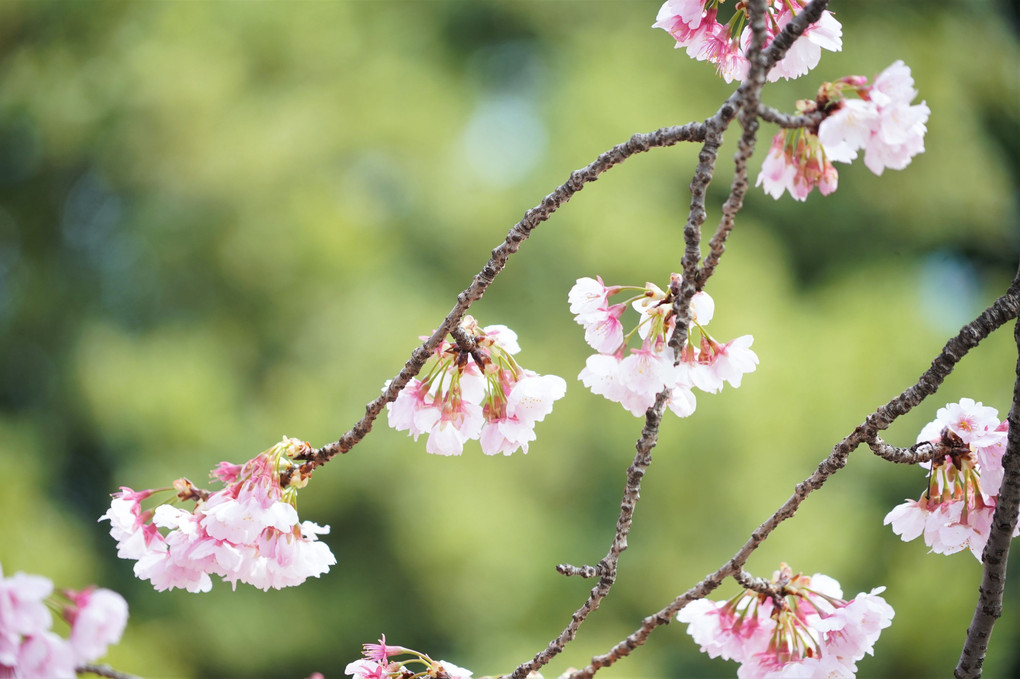 早春の日比谷 撮影散歩 「河津桜と菜の花を撮る」