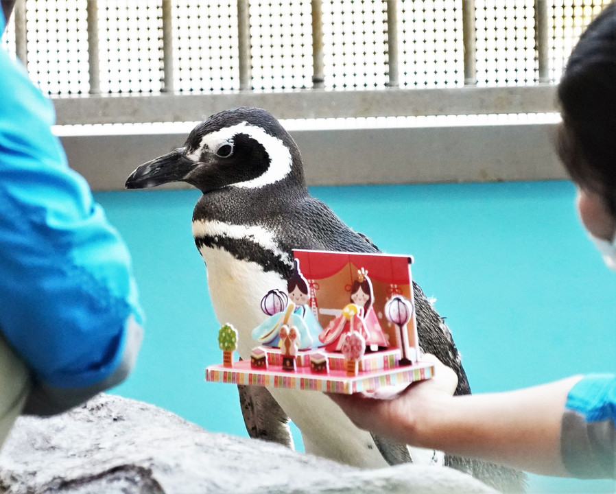 水族館でペンギンを撮る