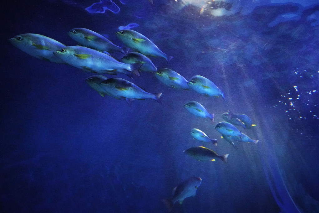  水族館でデート 