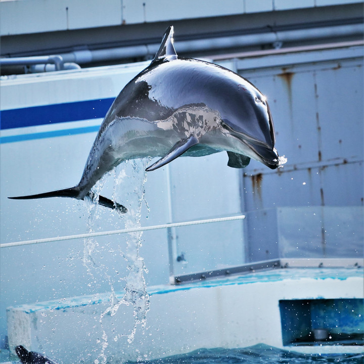 水族館でイルカショーを撮る