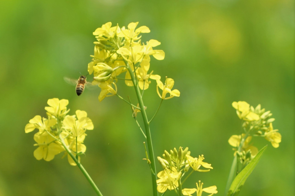 春を撮るⅢ「菜の花」