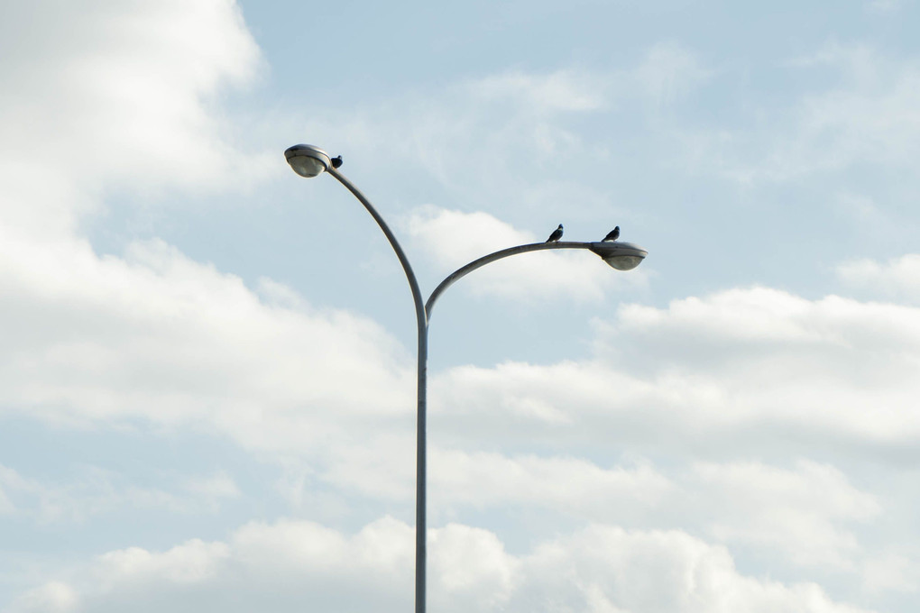 街灯と鳥