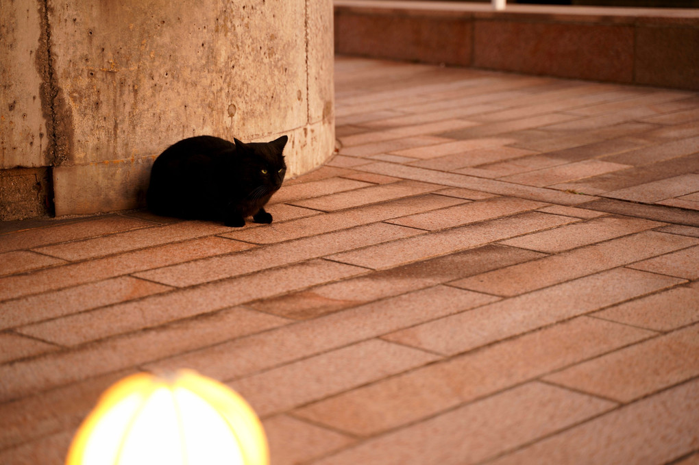 黒猫と街灯